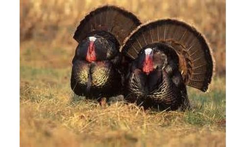 Spring Turkey Permits Available in Nebraska Next Week
